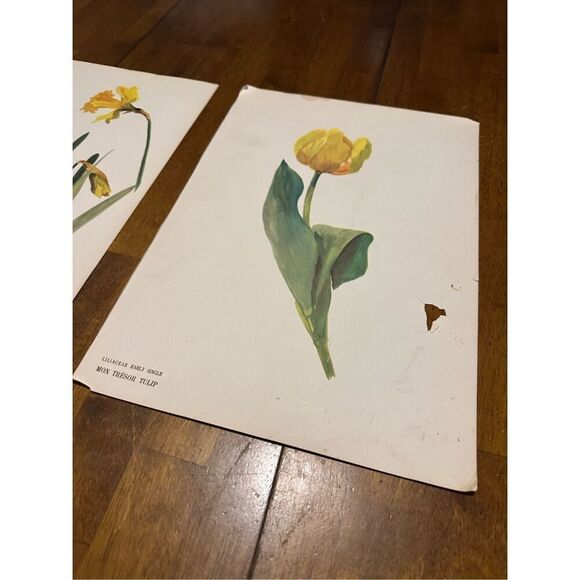 Flowers Drawn by Arlette Davids Text by Princess Bibesco prints Yellow 10x14” - Picture 3 of 9